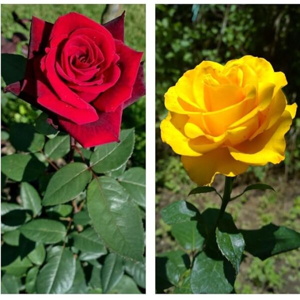 Hybrid yellow and red rose plants