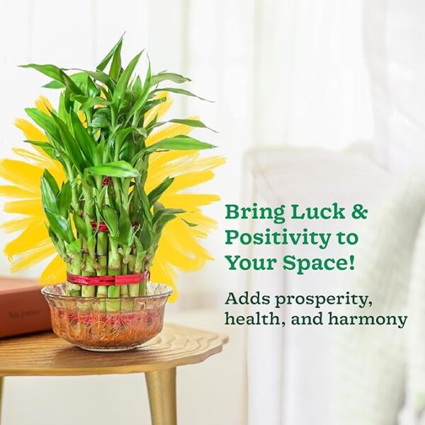 Lucky Bamboo