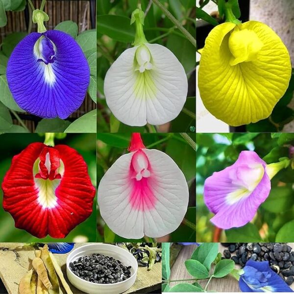Butterfly Pea (Aparajitha/Shankupushpam) flowers