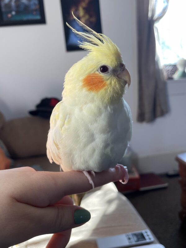 Cream Face Cockatiel bird