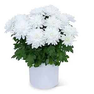 White Guldavari Plant